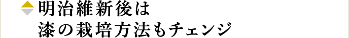 明治維新後は漆の栽培方法もチェンジ
